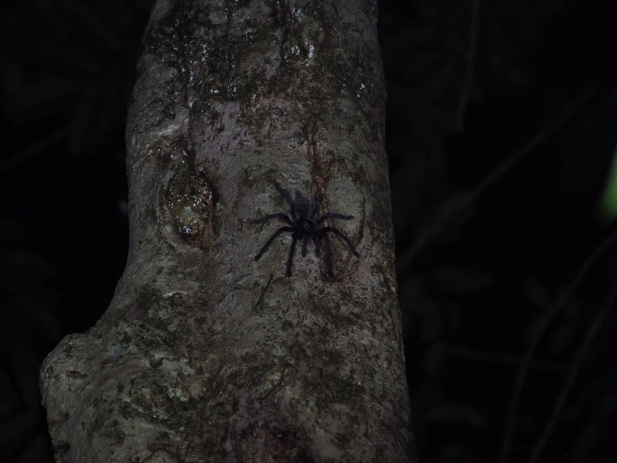 Renny'S Tangkoko Safety Stop Bitung Luaran gambar