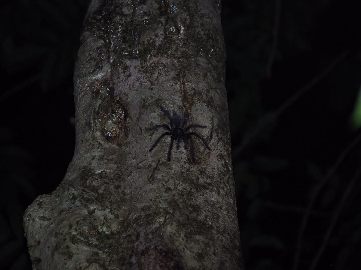 Tangkoko Safety Stop Bitung Luaran gambar