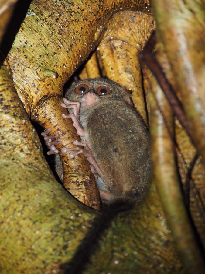 Tangkoko Safety Stop Bitung Luaran gambar